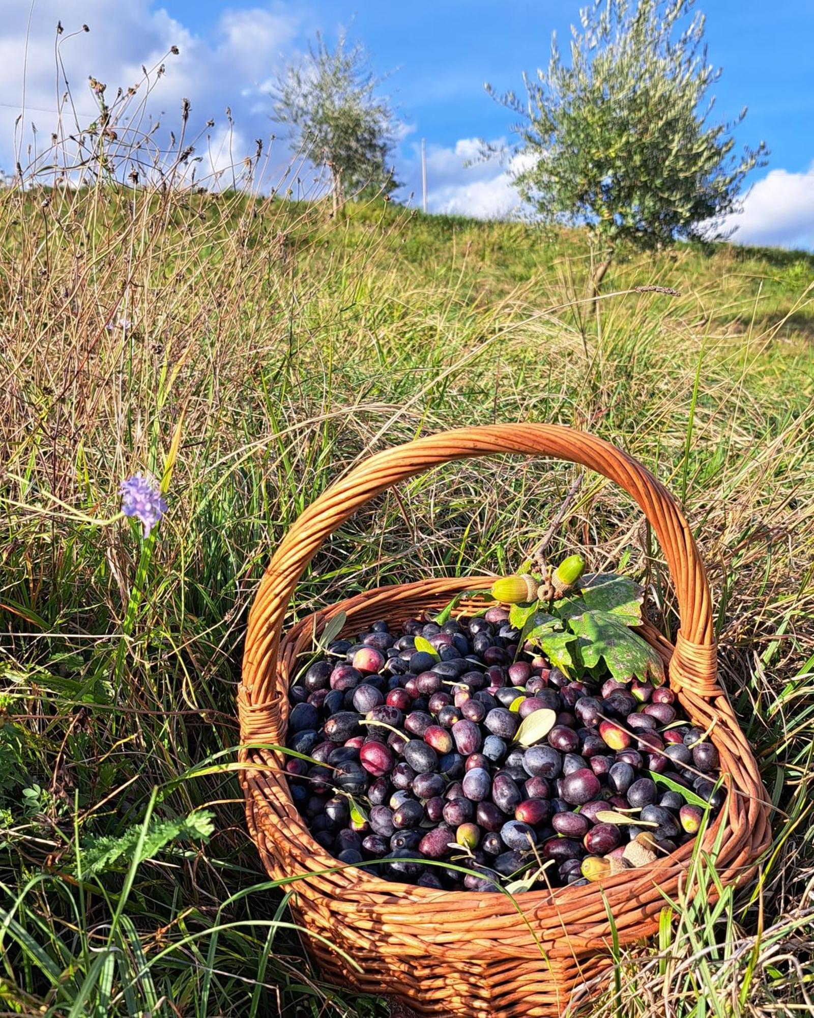 Agriturismo Riva Beata Cavaso Del Tomba Eksteriør bilde